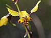 Diuris pardina - Leopard Orchid.jpg